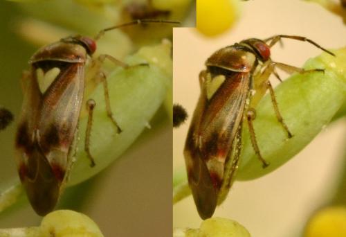 Réf. 261 305 : Orthops sp.